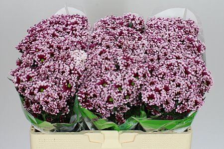 Sant Miri(Bunch of 25 stems, Length 50-60cm)