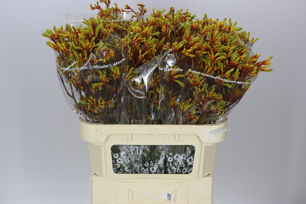 Farm Fresh Anigozanthos Gold Fever(Bunch of 20 Stems, Length 80cm)