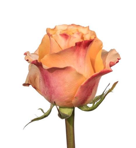 Farm Fresh Rosa Ecuadorian Gr Carpediem(Bunch of 25 stems, Length 50cm)