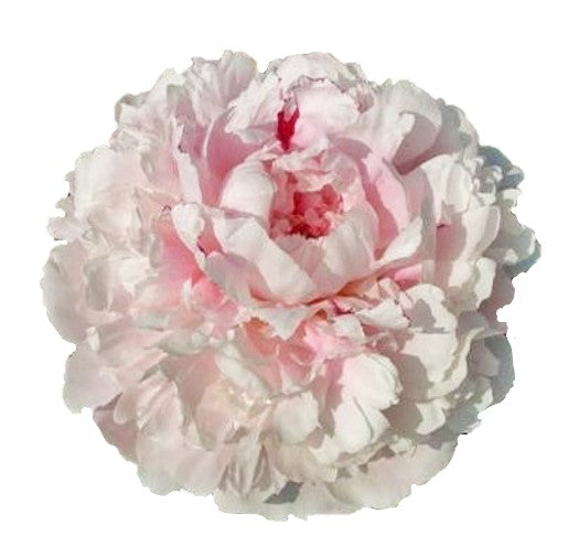 Farm Fresh Paeonia Reine Hortens (Bunch of 10stems, Length 60cm)