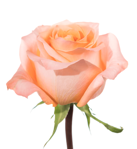 Farm Fresh Rosa Ecuadorian Gr Coral Reef (Bunch of 25 stems, Length 60cm)