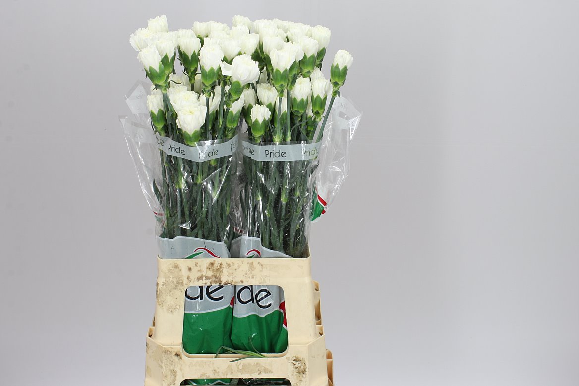 Farm Fresh Carnation  White(Bunch of 20 stems, Length 70cm)