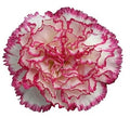 Farm Fresh Carnation Komachi(Bunch of 20 stems, Length 70cm)
