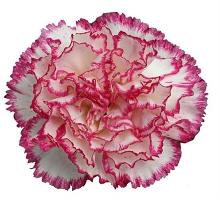 Farm Fresh Carnation Komachi(Bunch of 20 stems, Length 70cm)