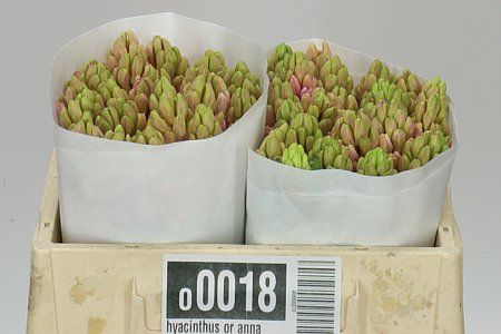 Farm Fresh Hyacinthus Orientalis Anna Marie (Bunch of 25stems, Length 30cm)