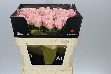 Farm Fresh Rosa Gr Dolomiti(Bunch of 10 stems, Length 70cm)