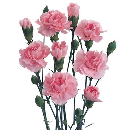 Farm Fresh Spray Carnations Pink (Bunch of 10 stems, Length 70cm)