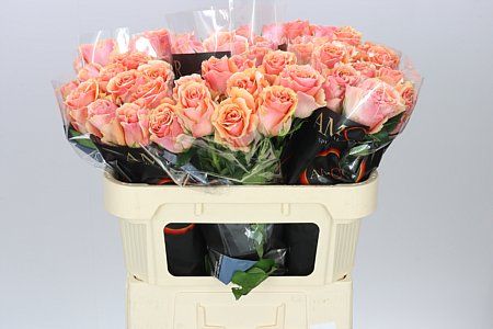 Farm Fresh Rosa Gr Verona(Bunch of 10 stems, Length 70cm)