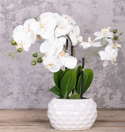 Phalaenopsis Dimpled Pot 53cm