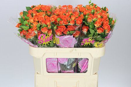 Farm Fresh Rosa Tr Babe (Bunch of 10 stems, Length 70cm)