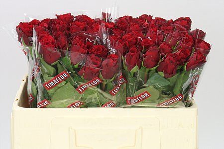 Farm Fresh Rosa Gr Upper Class(Bunch of 10 stems, Length 50cm)