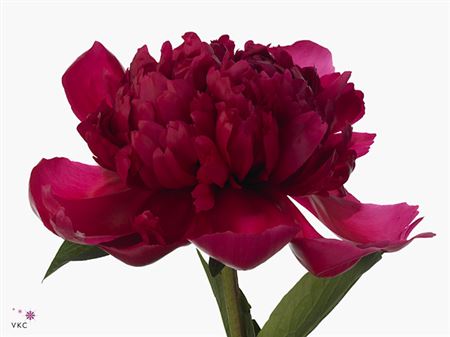 Farm Fresh Paeonia Belgravia (Bunch of 10stems, Length 55cm)
