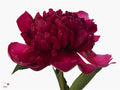 Farm Fresh Paeonia Belgravia (Bunch of 10stems, Length 55cm)