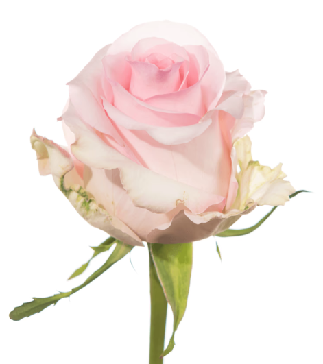 Farm Fresh Rosa Ecuadorian Gr Nena (Bunch of 25 stems, Length 50cm)