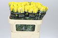 Farm Fresh Rosa Gr Moonwalk (Bunch of 10stems, Length 60)