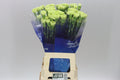 Farm Fresh Carnations Goblin(Bunch of 20 Units, Length 70cm)
