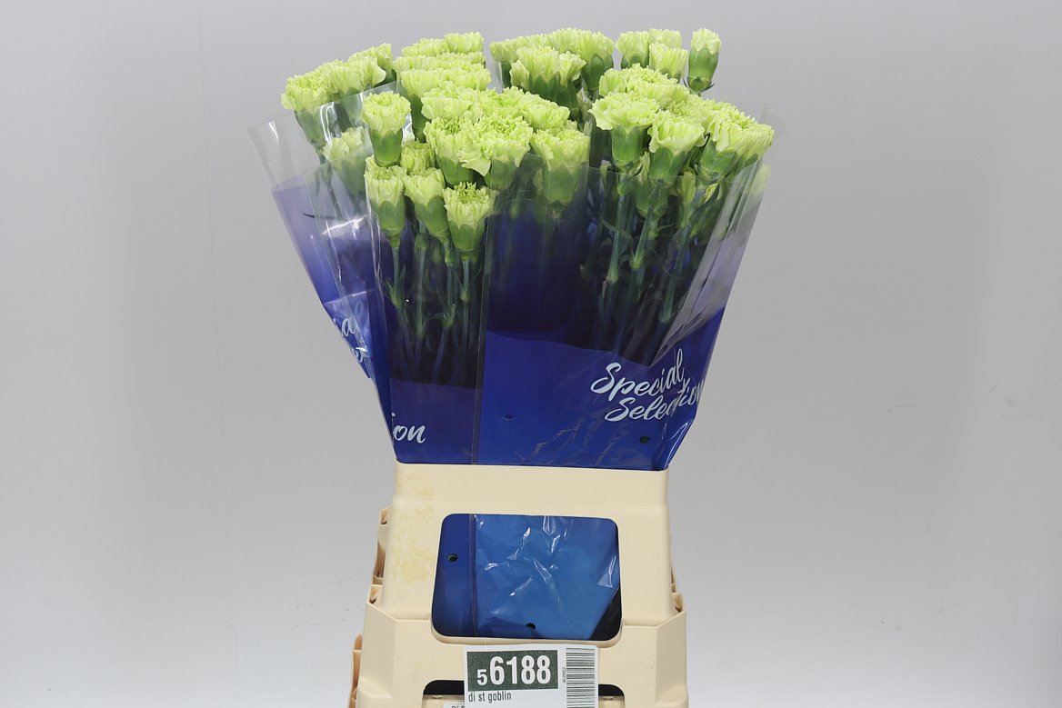 Farm Fresh Carnations Goblin(Bunch of 20 Units, Length 70cm)