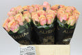 Farm Fresh Rosa Gr Dividend (Bunch of 10 stems, Length 60cm)