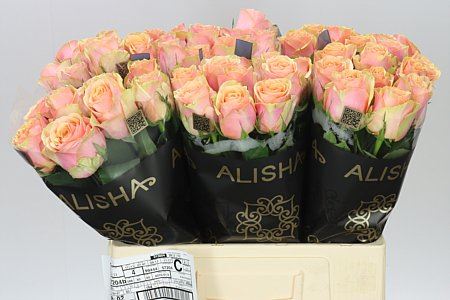 Farm Fresh Rosa Gr Dividend (Bunch of 10 stems, Length 60cm)