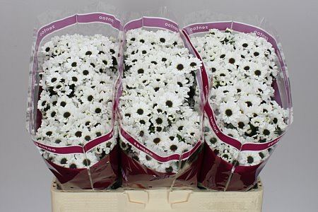 Santani Yin Yang(Bunch of 25 stems, Length 50-60cm)