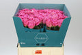 Farm Fresh Rosa Gr Charlotte(Bunch of 25 stems, Length 70cm)