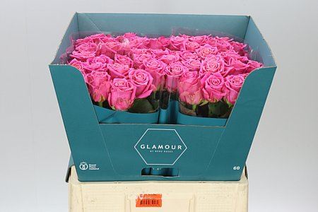 Farm Fresh Rosa Gr Charlotte(Bunch of 25 stems, Length 70cm)