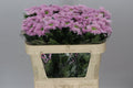 Farm Fresh Chrysanthemum G Etrusko(Bunch of 10 stems, Length 70cm)
