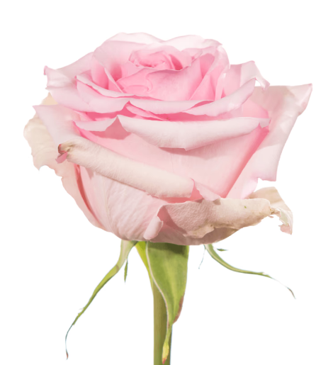 Farm Fresh Rosa Ecuadorian Gr Nena (Bunch of 25 stems, Length 50cm)