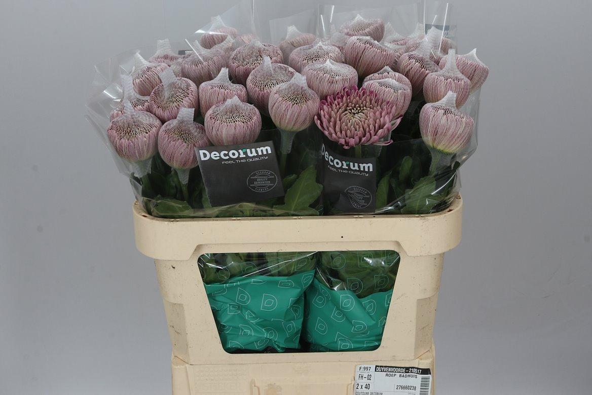 Farm Fresh Chrysanthemum G Couture(Bunch of 10 stems, Length 70cm)