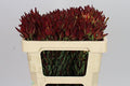Farm Fresh Leucadendron Sal Bush Spray(Bunch of 10 stems, Length 50cm)