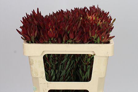 Farm Fresh Leucadendron Sal Bush Spray(Bunch of 10 stems, Length 50cm)