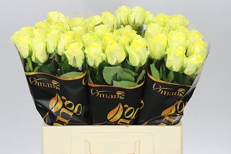 Farm Fresh Rosa Gr Minion(Bunch of 10 stems, Length 60cm)