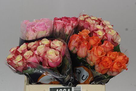 Farm Fresh Rosa Gr Gemengd In Fust(Bucket of 50 stems, Length 40cm)