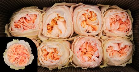 Farm Fresh Rosa Ecuadorian Garden Tip Top(Bunch of 25 stems, length 50cm)