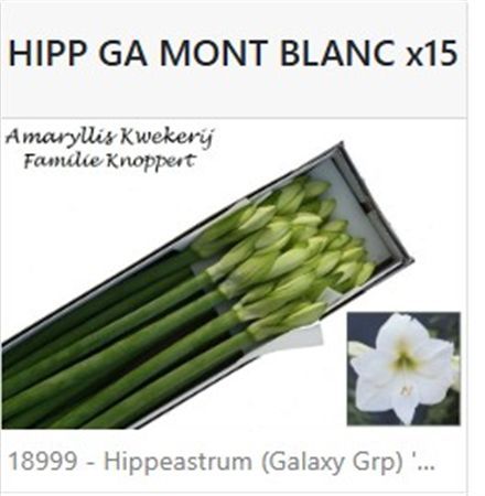 Farm Fresh Hippeastrum/Amarylis Mont Blac (Box of 15 stems, Length 80cm)