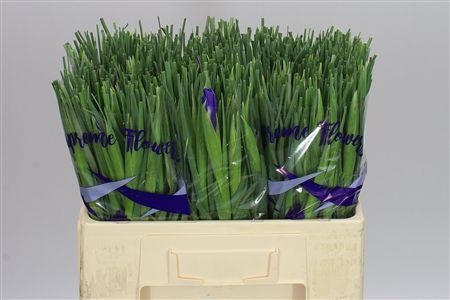 Farm Fresh Iris Blue Magic(Bunch of, 50 stems, Length 60cm)