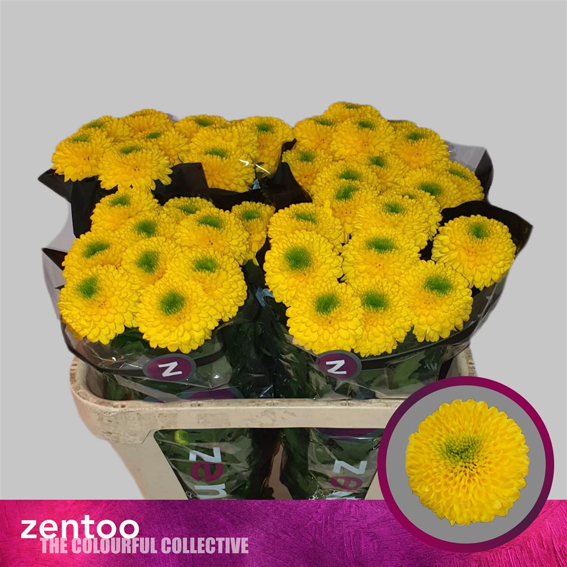 Farm Fresh Chrysanthemum G Brasiliana(Bunch of 10 stems, Length 70cm)