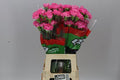 Farm Fresh Carnation Tonic Golem (Bunch of 20stems, Length 70cm)