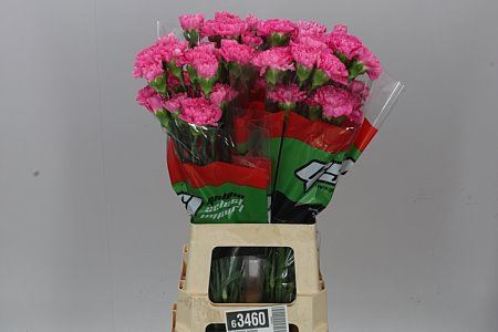 Farm Fresh Carnation Tonic Golem (Bunch of 20stems, Length 70cm)