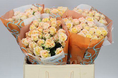 Farm Fresh Rosa Tr Chablis(Bunch of 10 stems, Length 60cm)