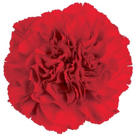Farm Fresh Carnation Red (Bunch of 20stems, Length 70cm)