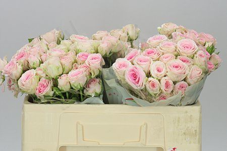 Farm Fresh Rosa Tr Good mood(Bunch of 5 stems, Length 50cm)(Pack of 2)