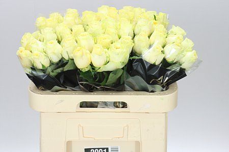 Farm Fresh Rosa Gr Buttercup Imp(Bunch of 10 stems, Length 60)