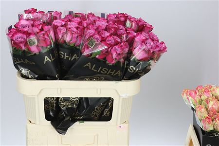 Farm Fresh Rosa Gr Deep Purple(Bunch of 10 stems, Length 70cm)