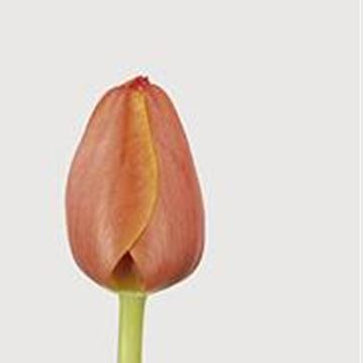 Farm Fresh Tulipa En Ad Rem( Bunch of 50stems, Length 43cm)