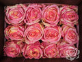 Farm Fresh Rosa Ecuadorian Gr Fiesta(Bunch of 25 stems, Length 60cm)