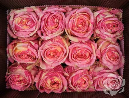 Farm Fresh Rosa Ecuadorian Gr Fiesta(Bunch of 25 stems, Length 60cm)