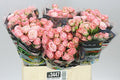 Farm Fresh Rosa Tr Madam Bombastic (Bunch of 10 stems, Length 60cm)