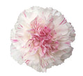 Farm Fresh Carnation Yucari Cherry(Bunch of 20stems, Length 60-70cm)