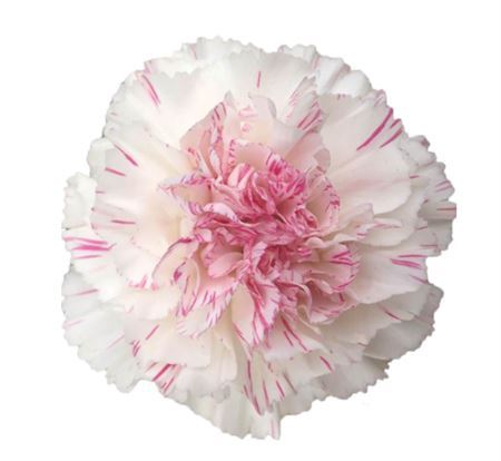 Farm Fresh Carnation Yucari Cherry(Bunch of 20stems, Length 60-70cm)